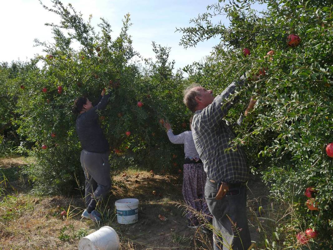 Neye niyet, neye kısmet: İlçenin ekonomisini ayağa kaldırdı! Yüksek gelir elde ediyorlar, kapış kapış satılıyor 19